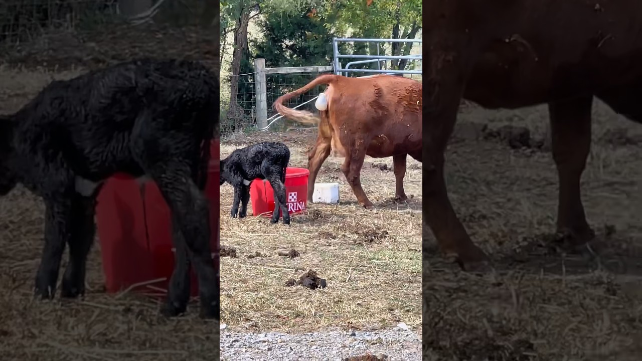 Fiona was a little confused while in labor with her first calf last fall😂🐮