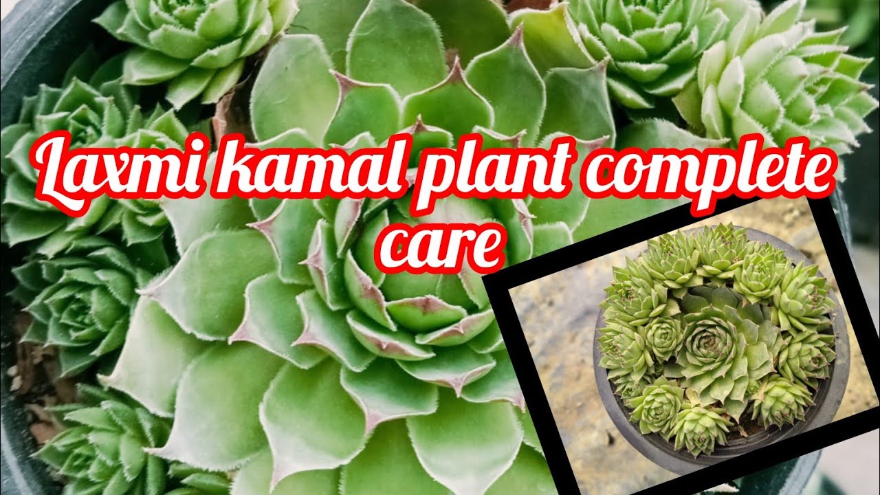 Complete Care Of Lakshmi Kamal / Care & Propagation of Laxmi Kamal/Rajni kamal plant care