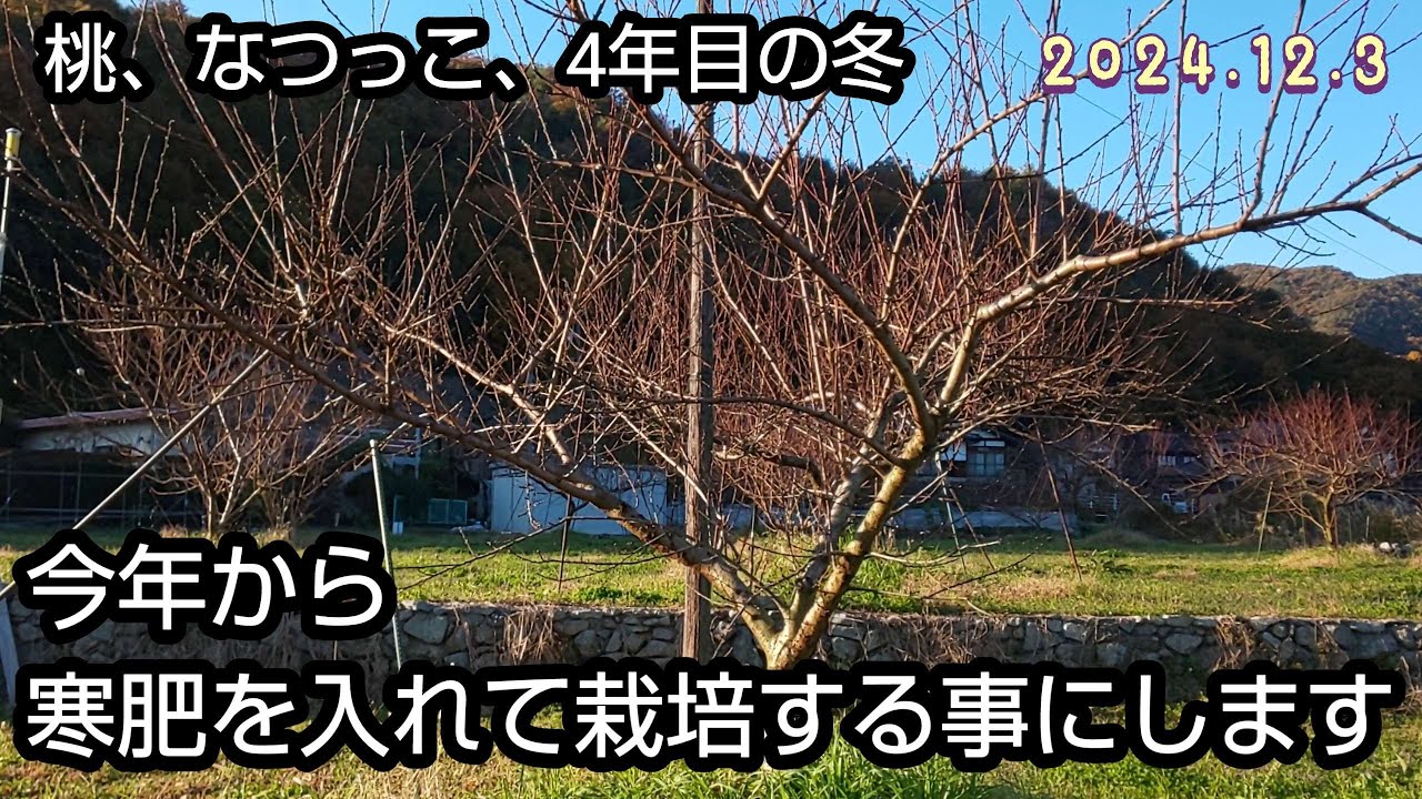 桃の栽培（25）寒肥で夏の暑さ対策？現在の木の様子など、植付け3年8ヵ月、なつっこ