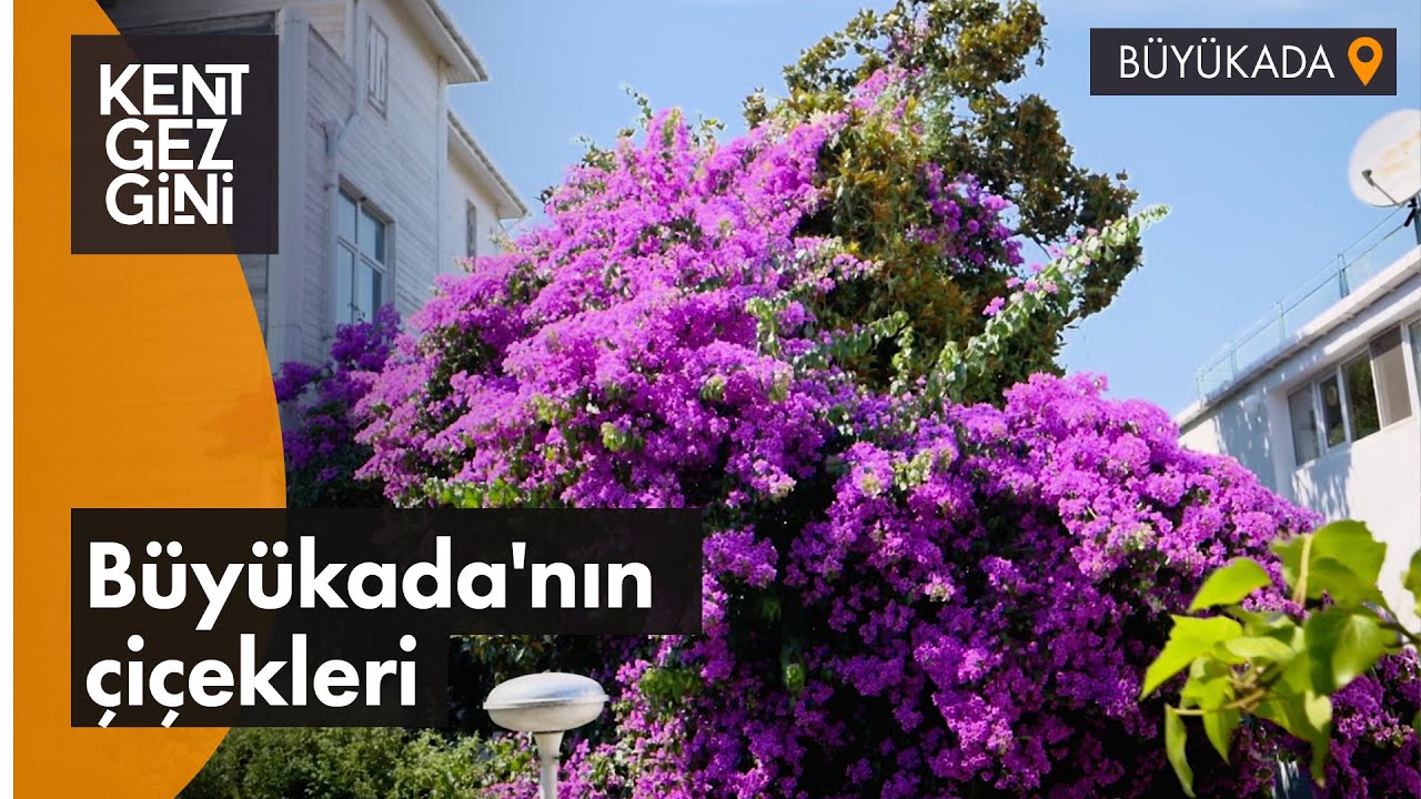 Büyükada'nın Botanik Zenginliği Büyülüyor! | Kent Gezgini