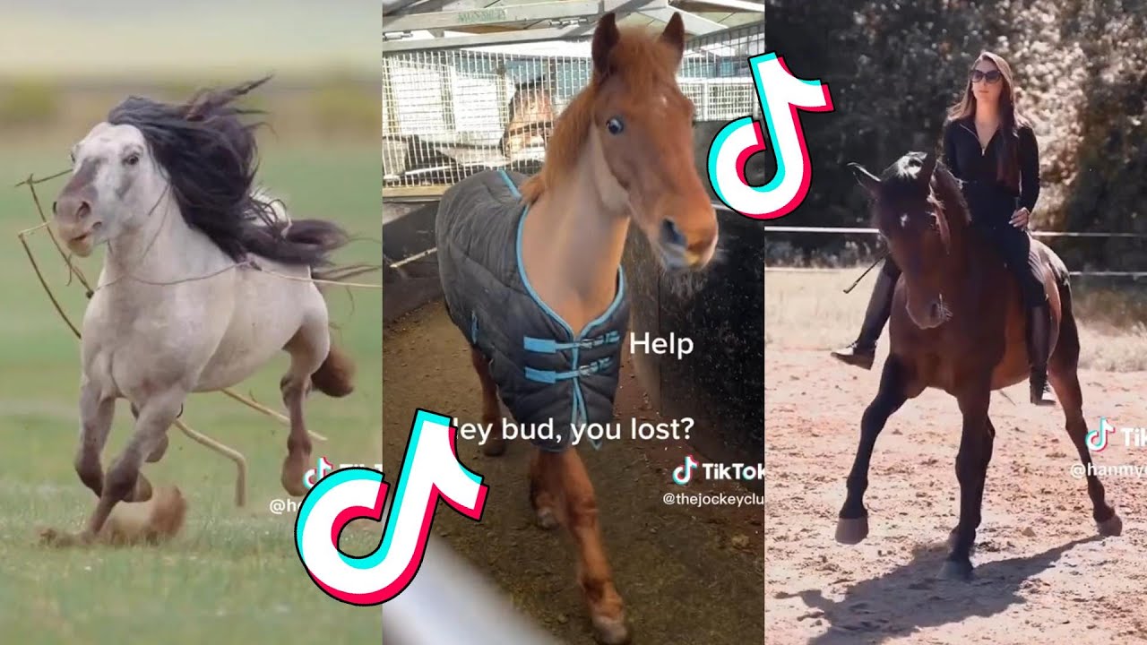 The Cutest HORSES Equestrian TikTok Compilation #128