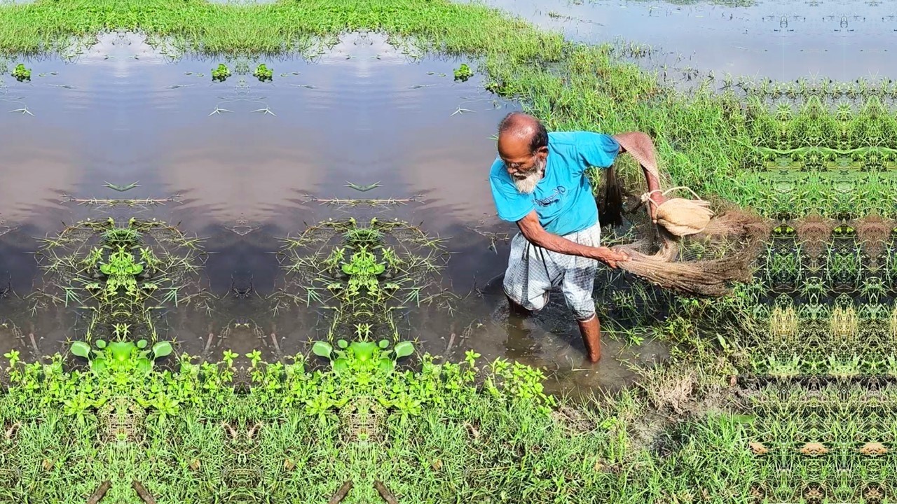 Amazing Net Fishing Videos - Village Best Net Fishing in Pond - Traditional Fishing By Old Fisherman