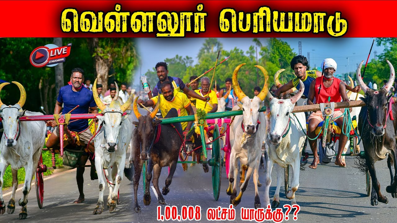 ⭕LIVE|1,00,008 லட்ச ரூபாய் பெரியமாடு வெள்ளலூர் கோப்பை யாருக்கு??|Madurai நேரலை