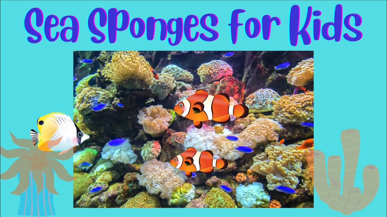 Sea Sponges for Kids book read aloud | #sciencekids #oceanlife #kidsreadaloud