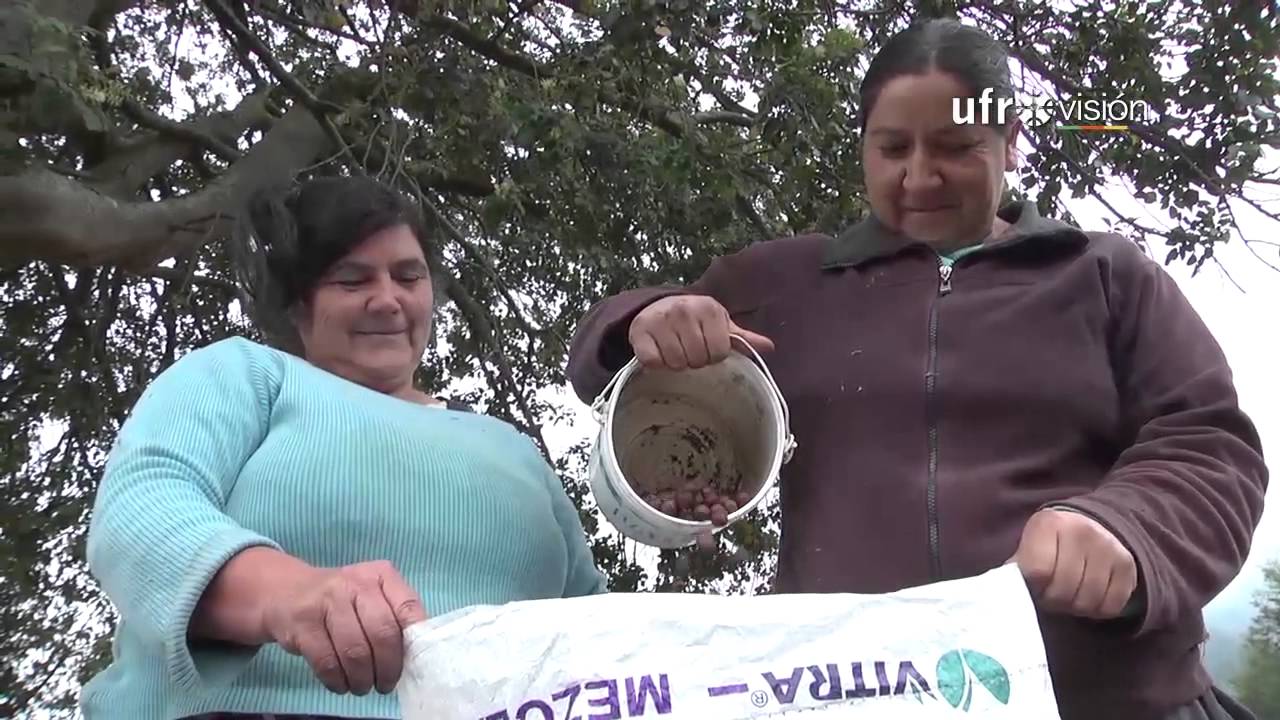 Recolección de Avellanas. Una forma de mejorar el sustento familiar - Ufrovisión