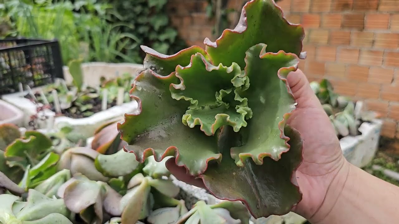 Colheita de mudas de gibbifloras para vender no meu grupo