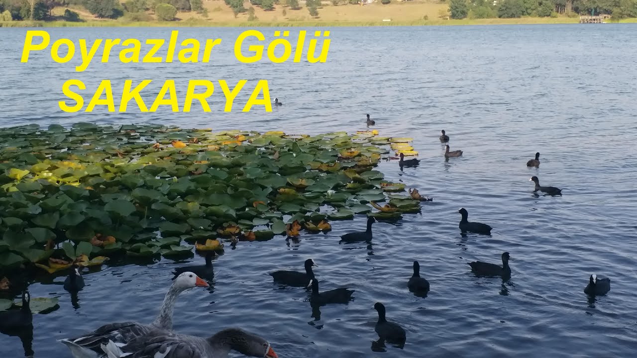 Poyrazlar Gölü, SAKARYA