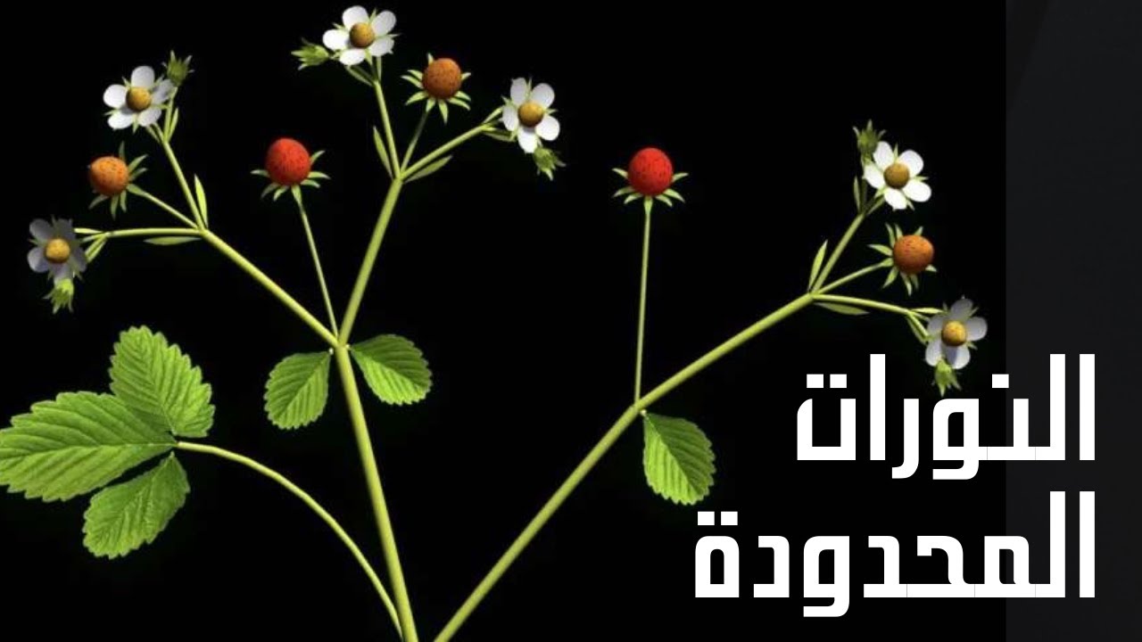 النورات محدود النمو | أحياء | حصص الشهادة السودانية