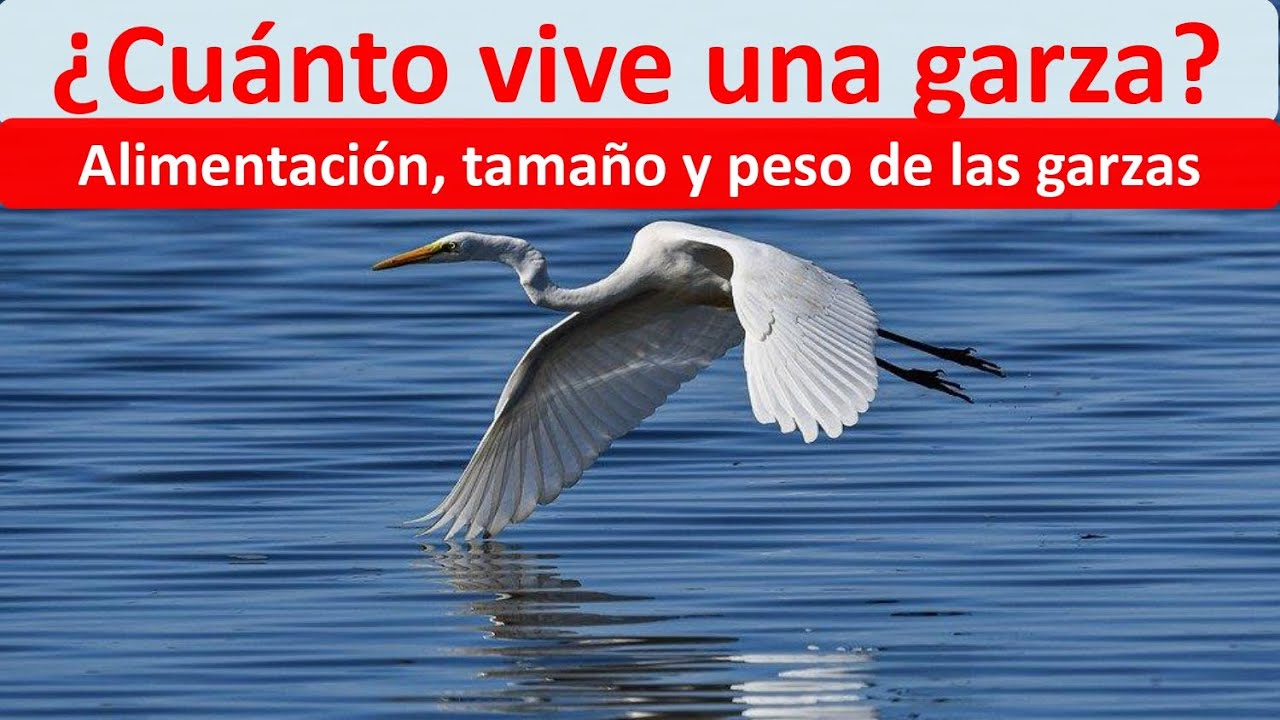 Cuanto vive una garza
