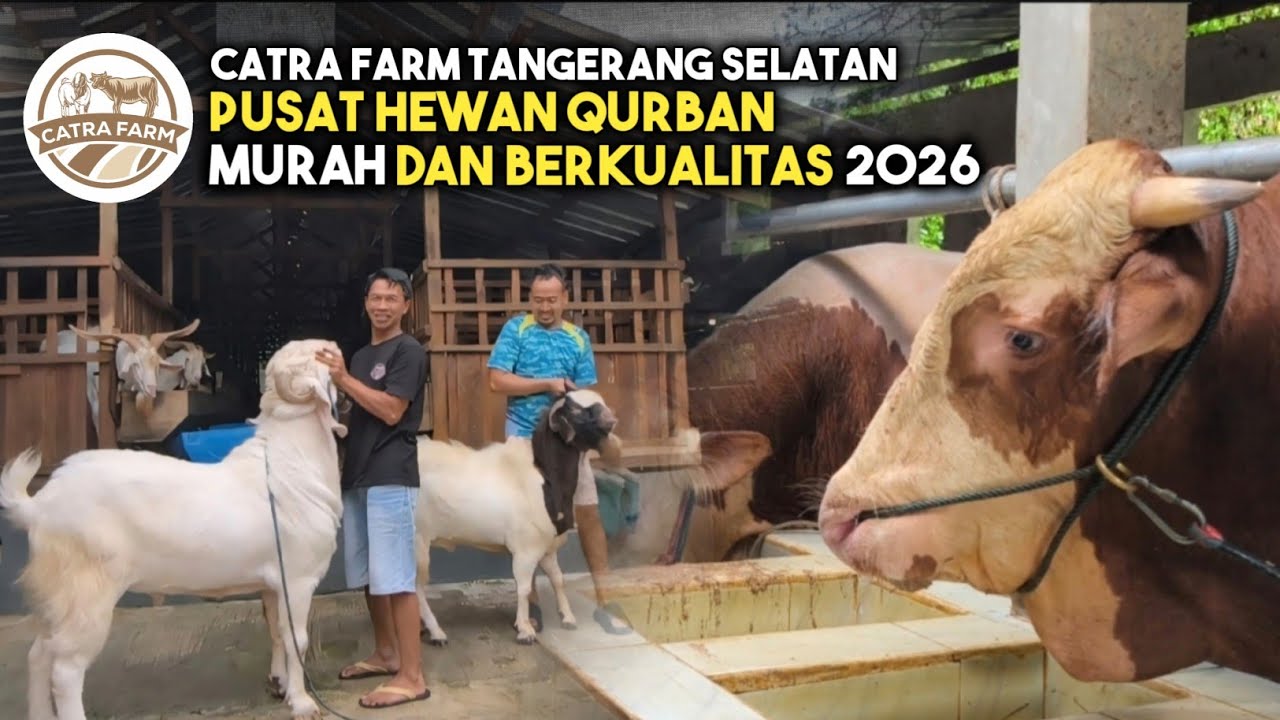 MURAH DAN BISA UNTUNG‼️CATRA FARM TANGERANG PUSAT KAMBING DAN SAPI QURBAN TERBAIK DI INDONESIA 