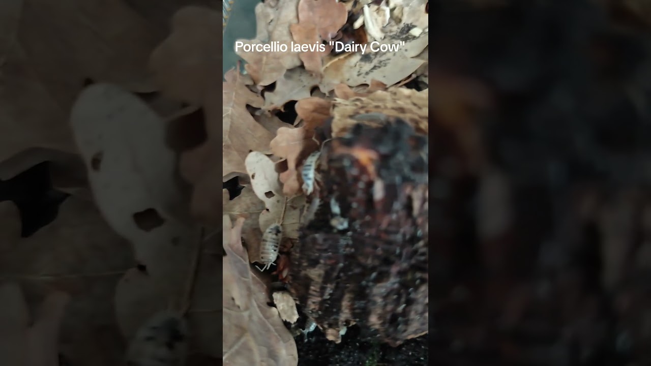 Porcellio laevis "Dairy Cow" tanie proste w hodowli isopody 