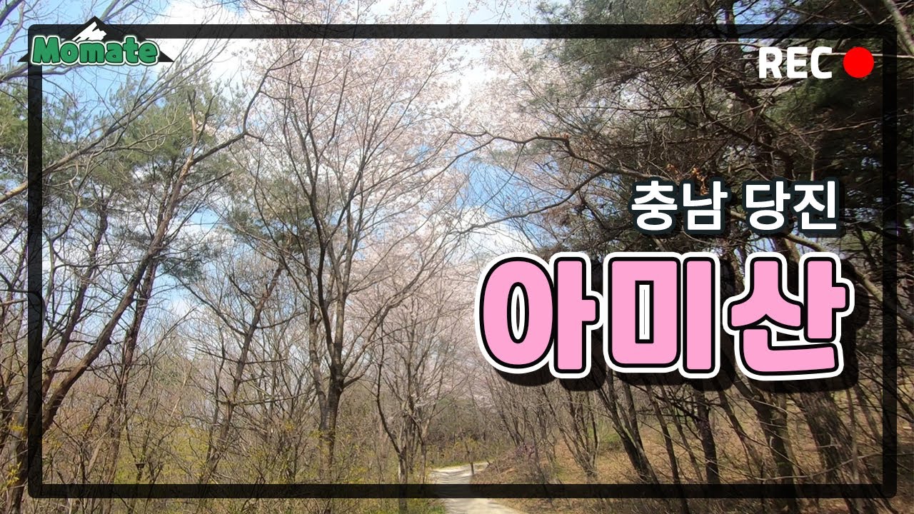아미산 등산 | 벚꽃이 예쁘게 핀 아미산 등산하기