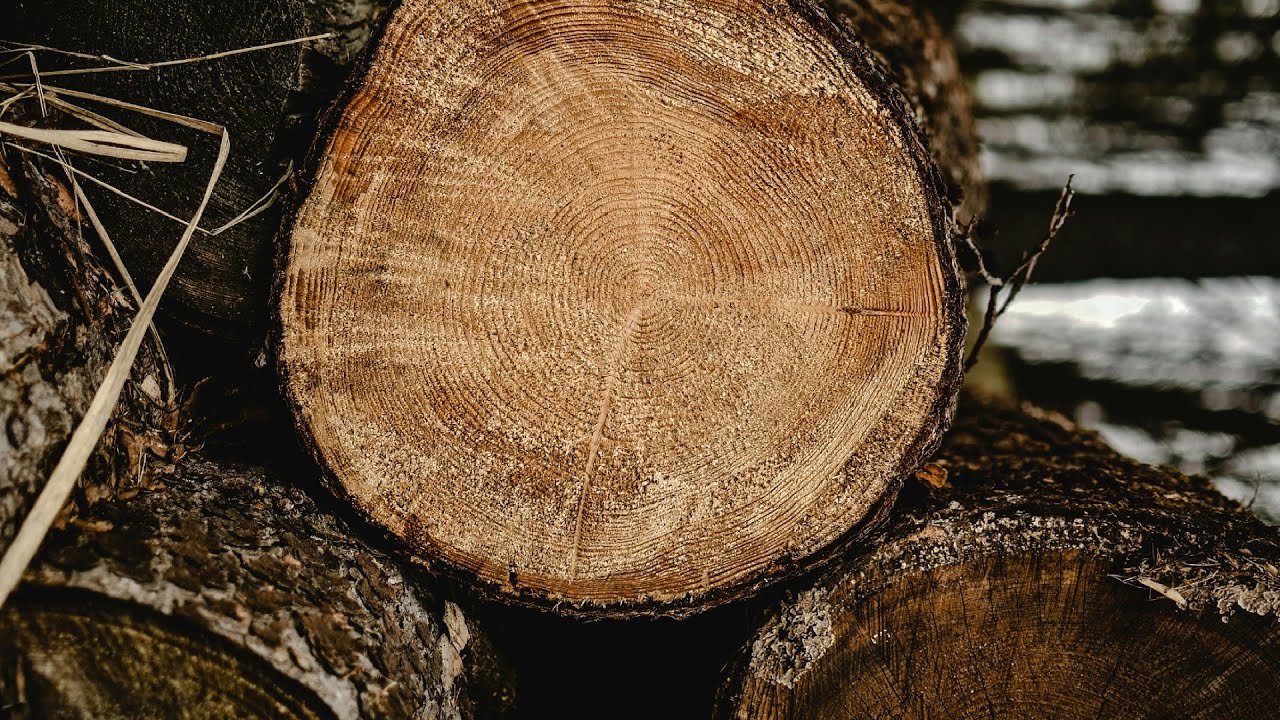 Teak: Titans of the Asian Forests