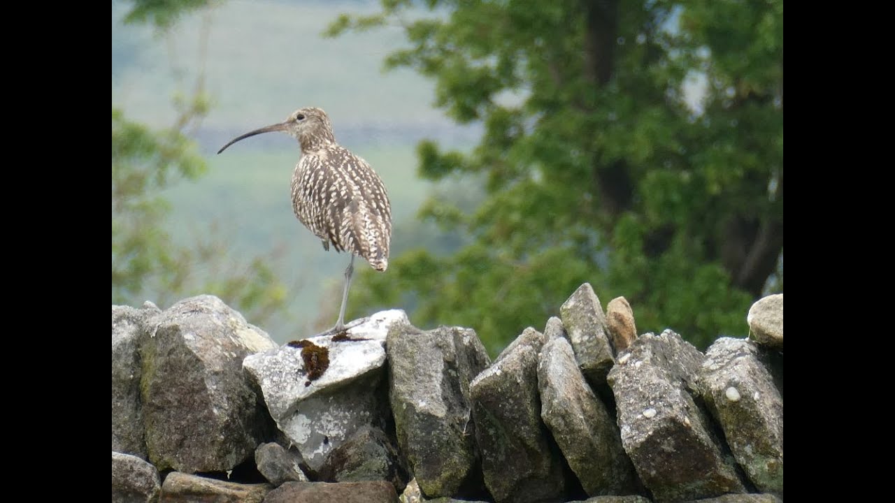 Breeding Waders of the Yorkshire Dales