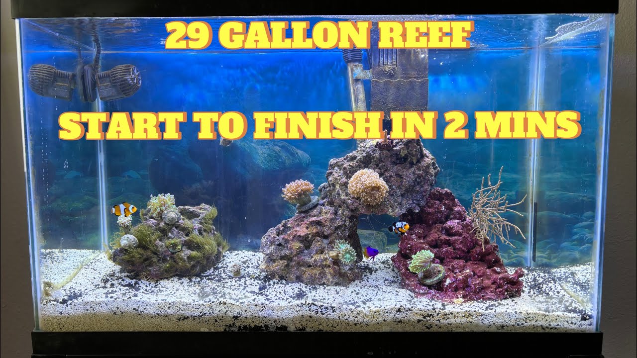 30 gallon reef tank full setup process in 2 minutes