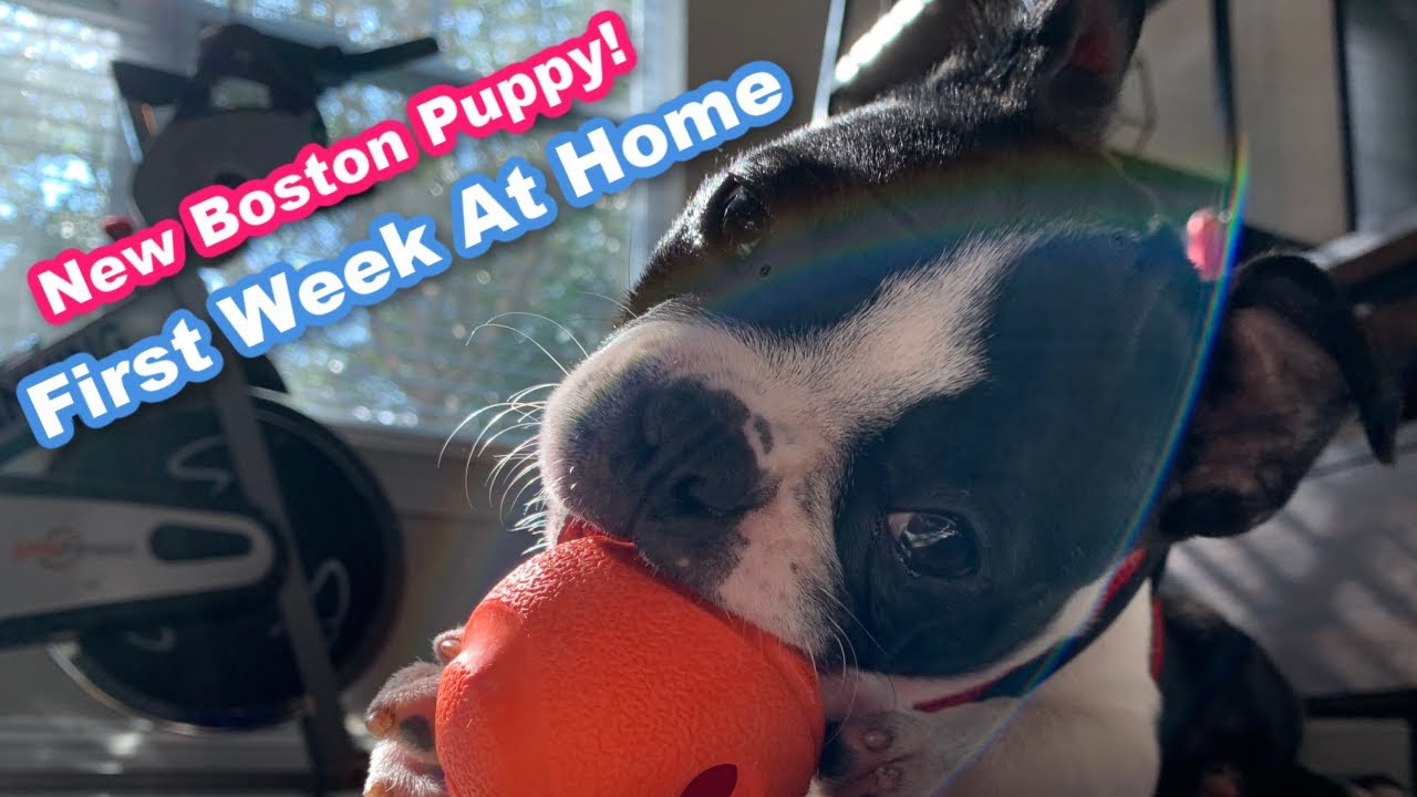 First Week With A Boston Terrier Puppy! What To Expect