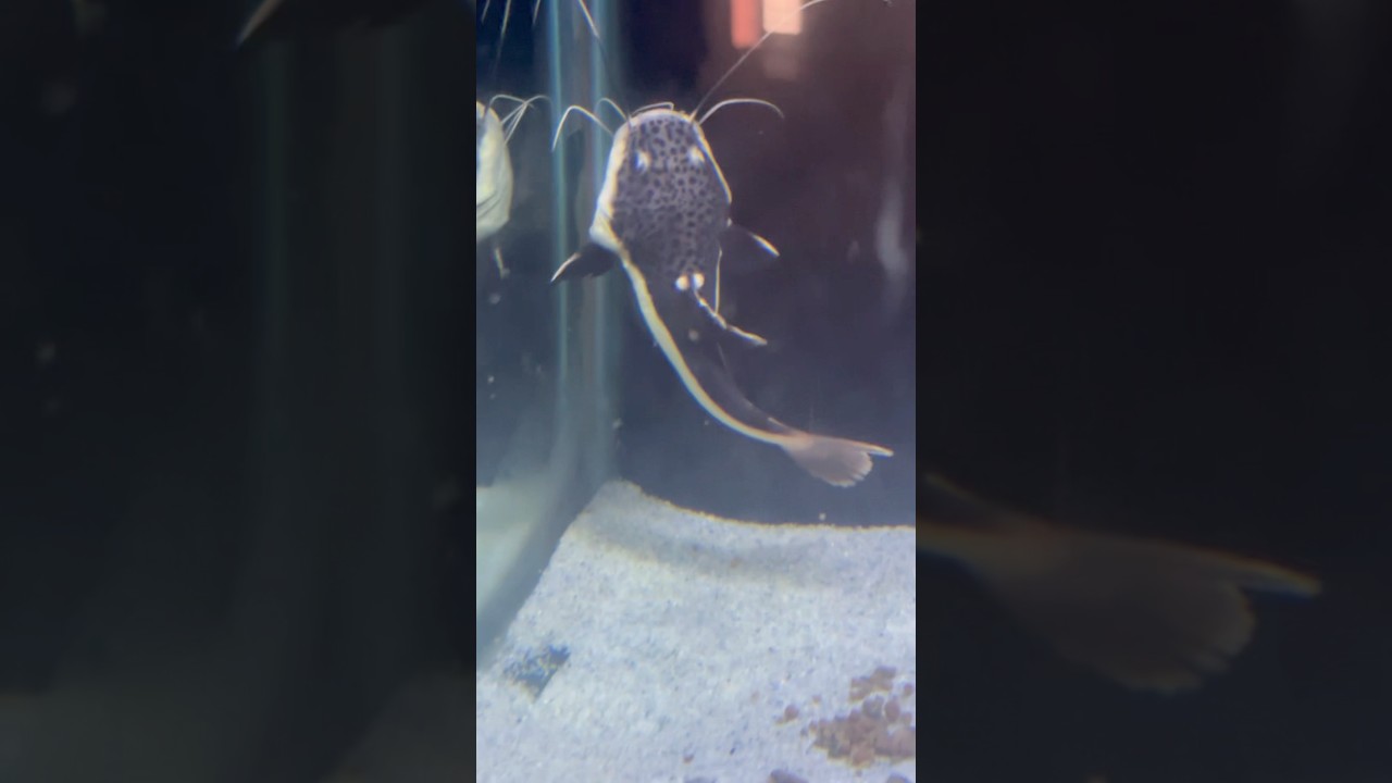 Redtail catfish🐠| 