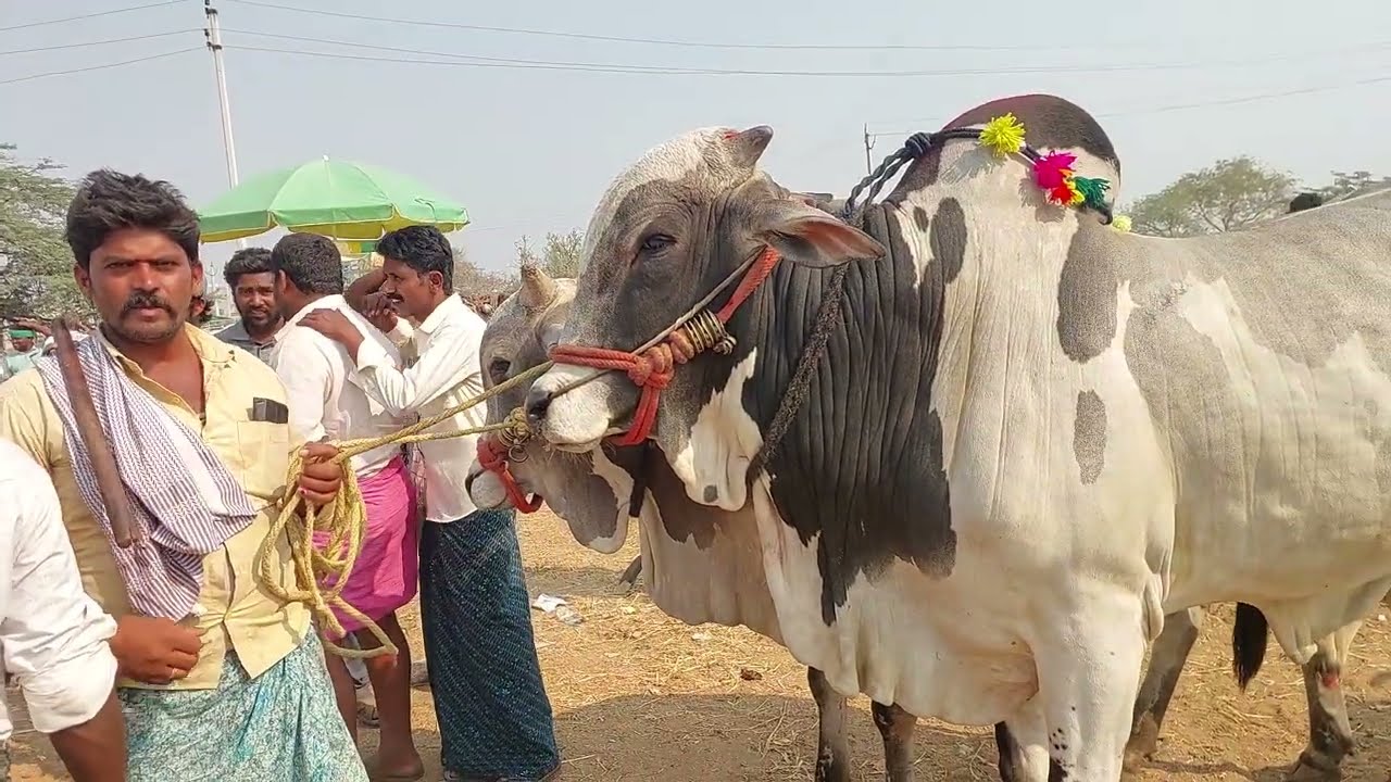 పెబ్బేరు సంతలో ఒకే వ్యక్తి దగ్గర కింగ్ సైజులో ఉన్న నల్లబట్ట ఒంగోలు కోడెలు 2 జతలు | Ongole Bulls 🐂🐂