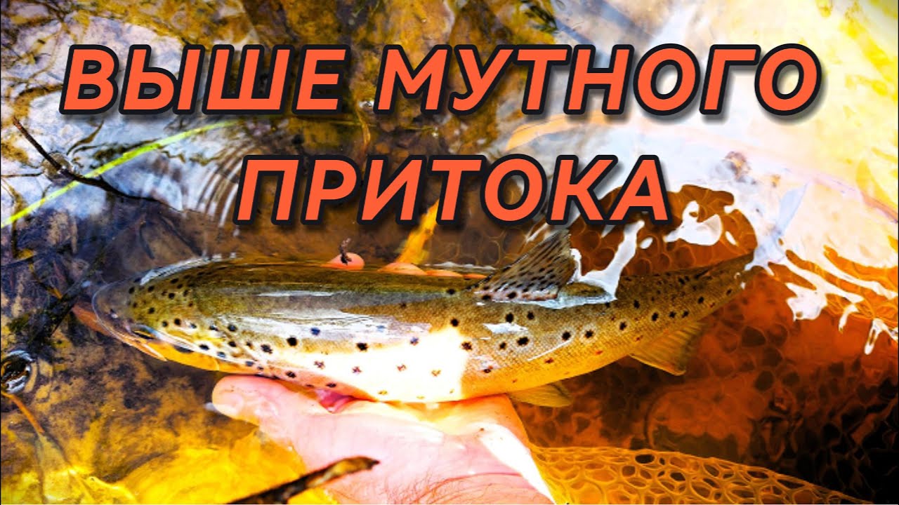 ВЫШЕ МУТНОГО ПРИТОКА
