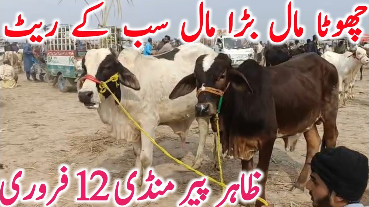 Zahir Pir Mandi 2026 | Supreme Cholistani Bachre Bachrian Cows for Qurbani | Global Village Farming