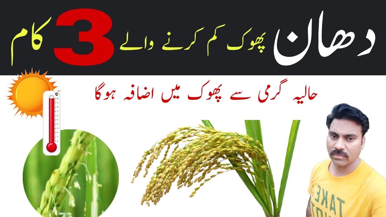 Tips for successful pollination in paddy crop | High temperature stress management in rice field