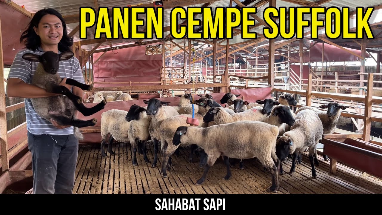 PANEN CEMPE DOMBA FULLBLOOD DI SLAWE FARM