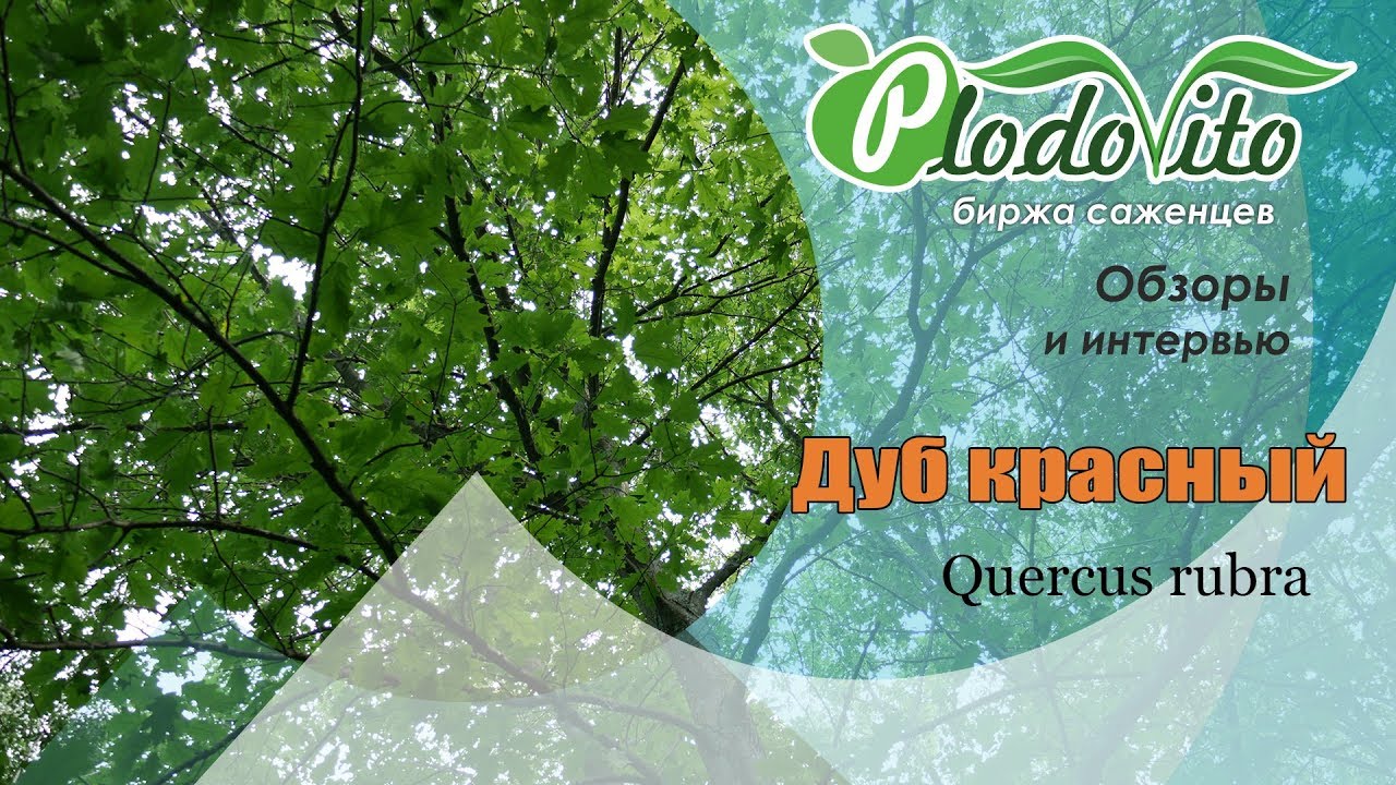 Дуб красный I Quercus rubra