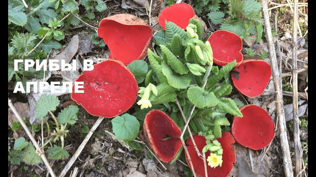 Продолжаем собирать весенние грибы. Паста с саркосцифой. Трускавец. 03.04.2020.