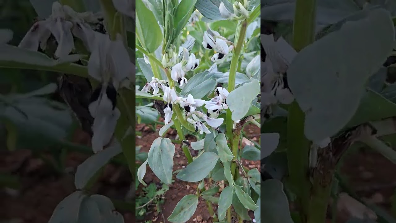 Bahçemin berketi🧿