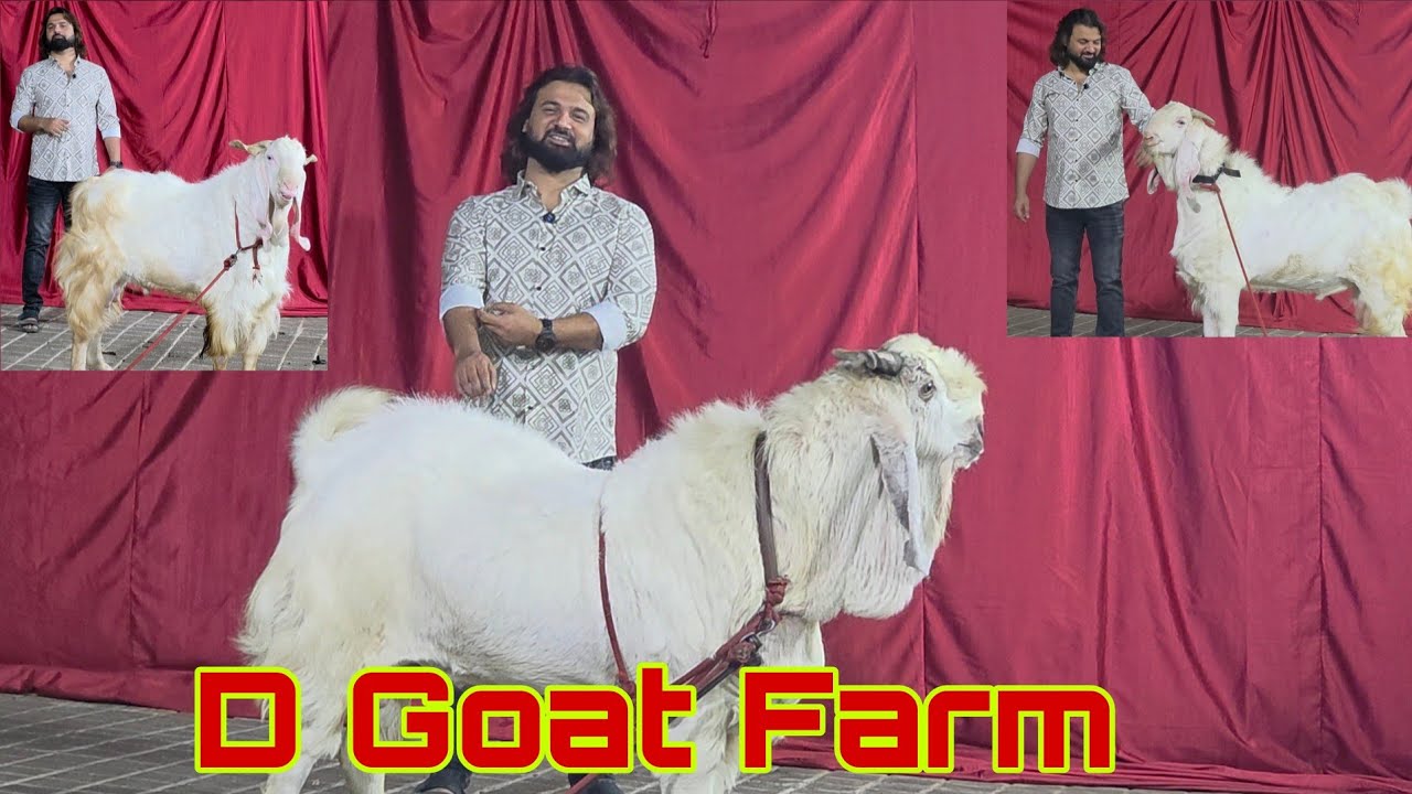 Mera Commitment Mere Bakre | 100 Kg Ke 100 Bakre | White Diamond Collection Of D Goat Farm Bhiwandi.