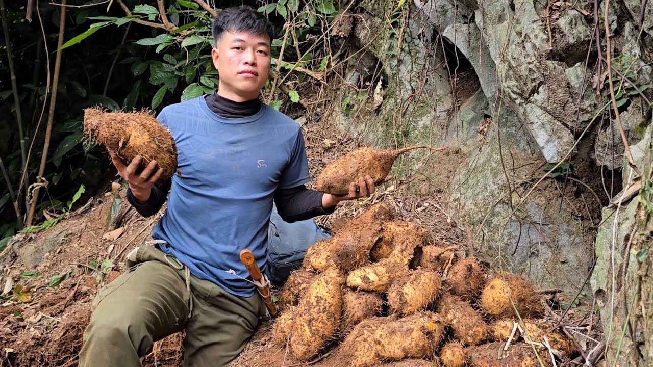 3 Days of Survival by CEO Trieu Khanh: Exploring wild boars and harvesting yams for sale.