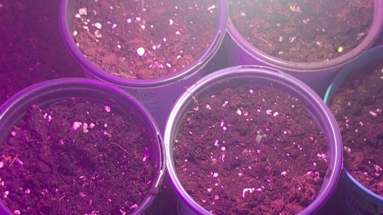 Cannabis closet grow update March 20 2021 starting seedlings for 2021 outdoor season