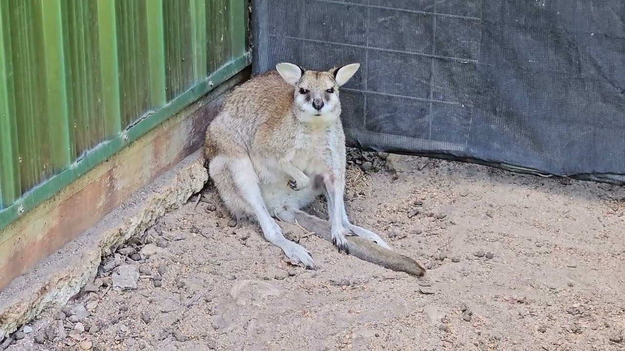 Caversham Wildlife Park in Perth Western Australia 