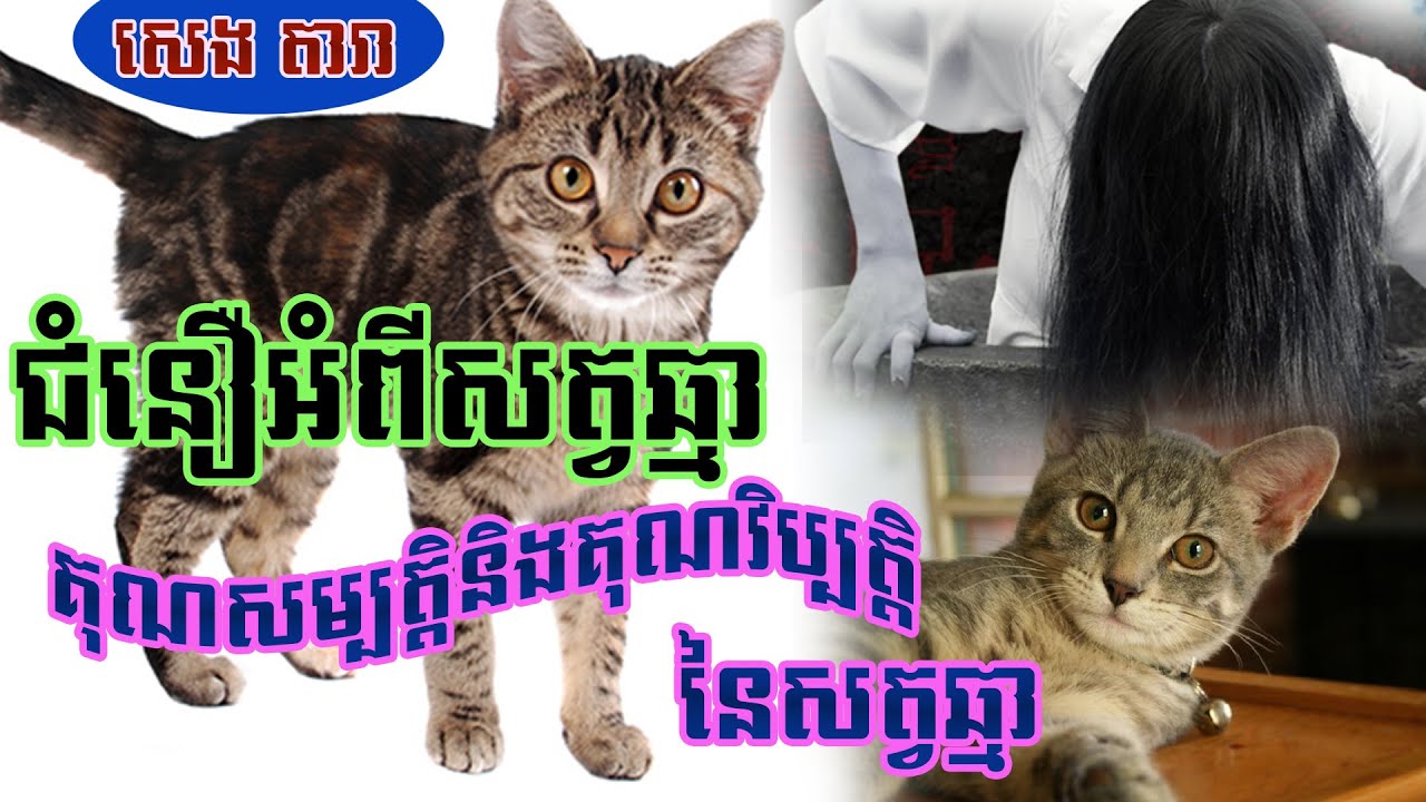 ជំនឿអំពីសត្វឆ្មា (Belief of Khmer about Cat) By : Seng Dara