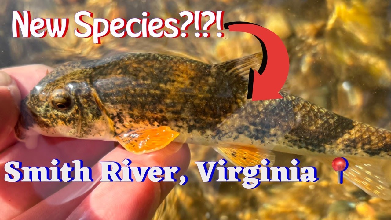 Многовидовая рыбалка на реке Смит в Вирджинии! (НЕОЖИДАННЫЙ УЛОВ!)