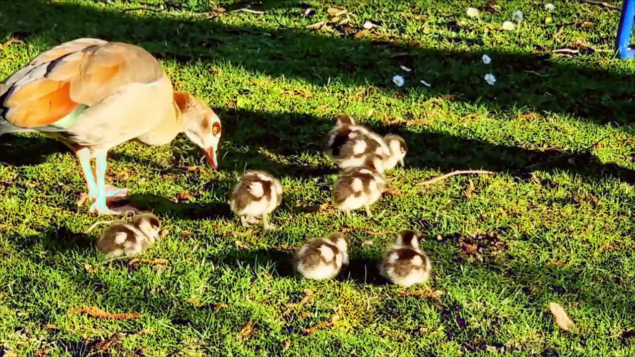 Erste Babys im Luisenpark: Eine glückliche Nilgans-Familie​ ✍️4K