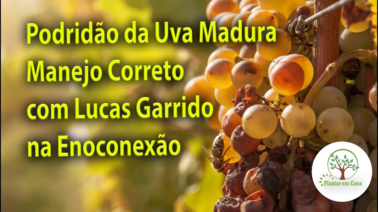 Manejo da Podridão da Uva Madura e outras doenças de Final de ciclo com Lucas Garrido
