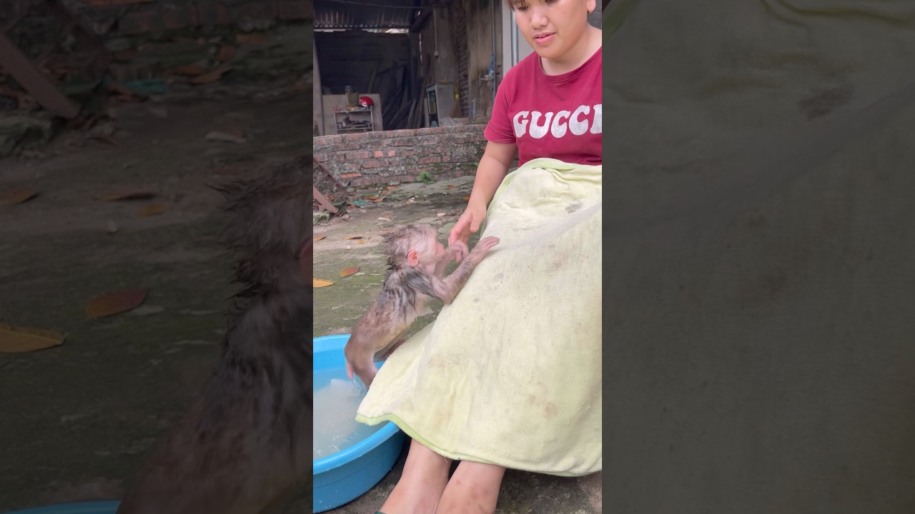 I called the baby monkey over to dry its fur after its bath.so cute😍