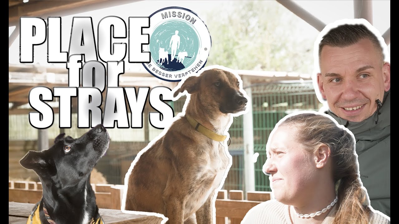 Die RETTUNG für HUNDE in Portugal? | PLACE for STRAYS | Teil 1