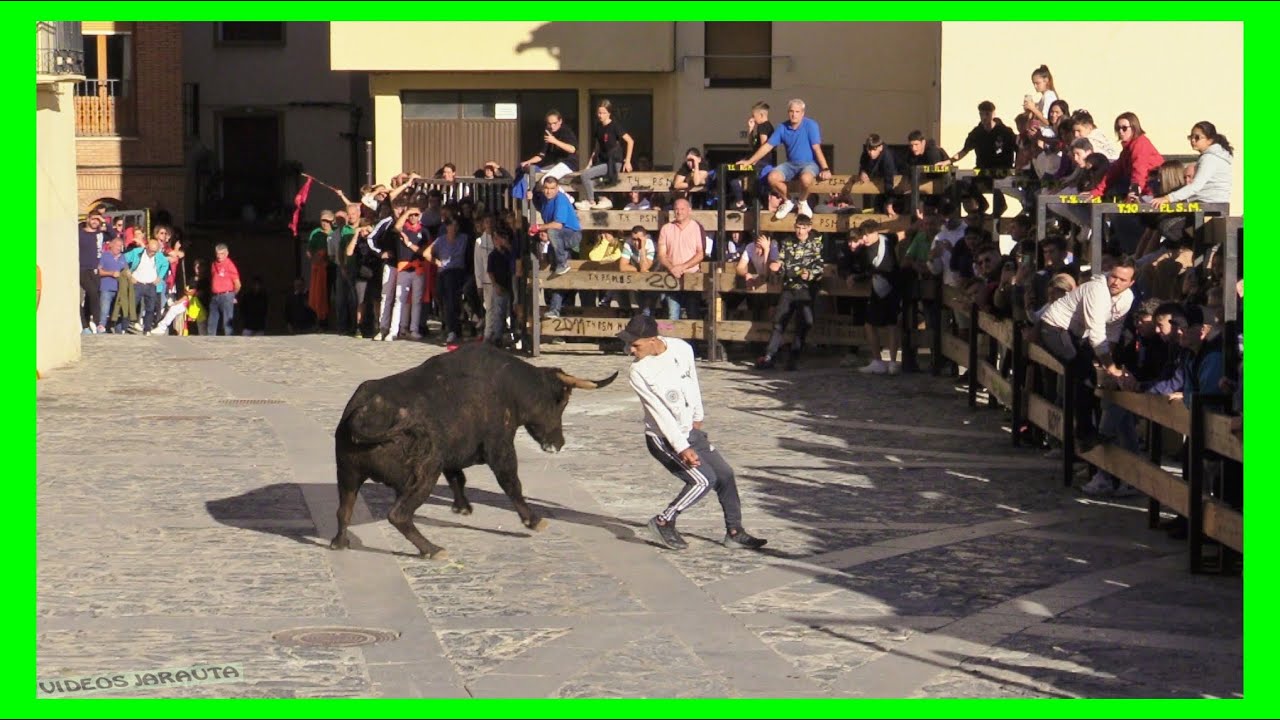 ÁGREDA ( SORIA ) MATINAL VACAS EN CALLE ( SÁBADO 30 SEPTIEMBRE 2023 ) GANAD.ALFREDO ÍÑIGUEZ