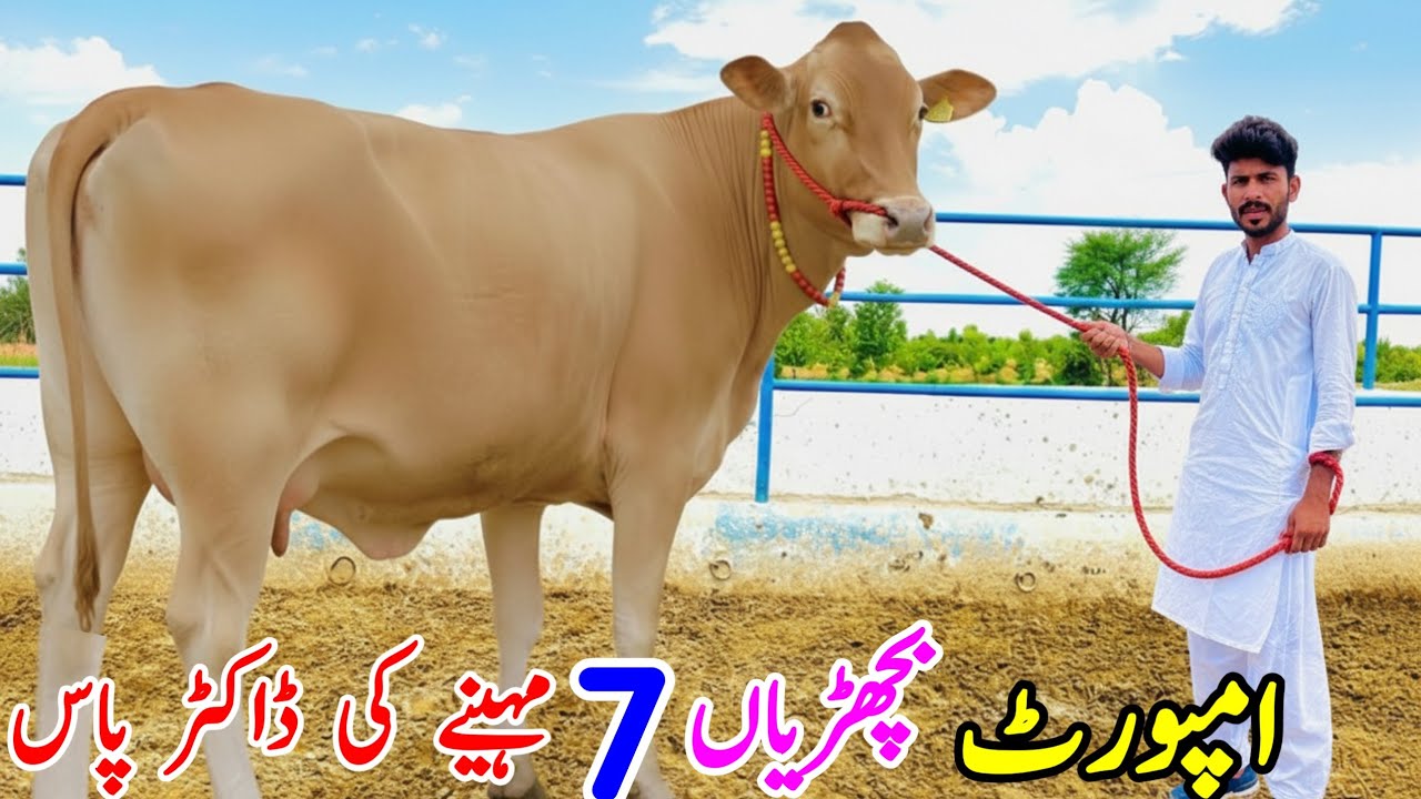 Awan Dairy Farm | pregnant Jersey Hf Heifers for sale In 2026 Punjab Pakistan | Pk janwar Mandi