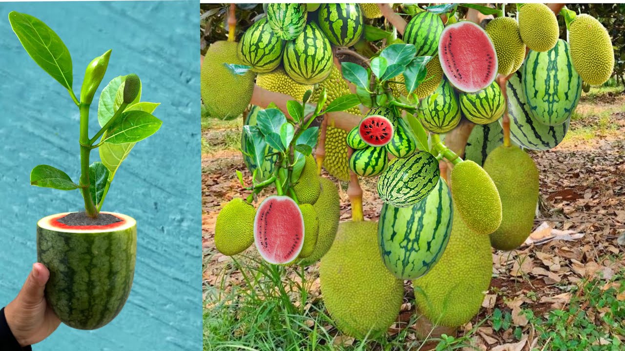 Jackfruit and Watermelon The most lethal technique for grafting tree / how to grow jackfruit tree