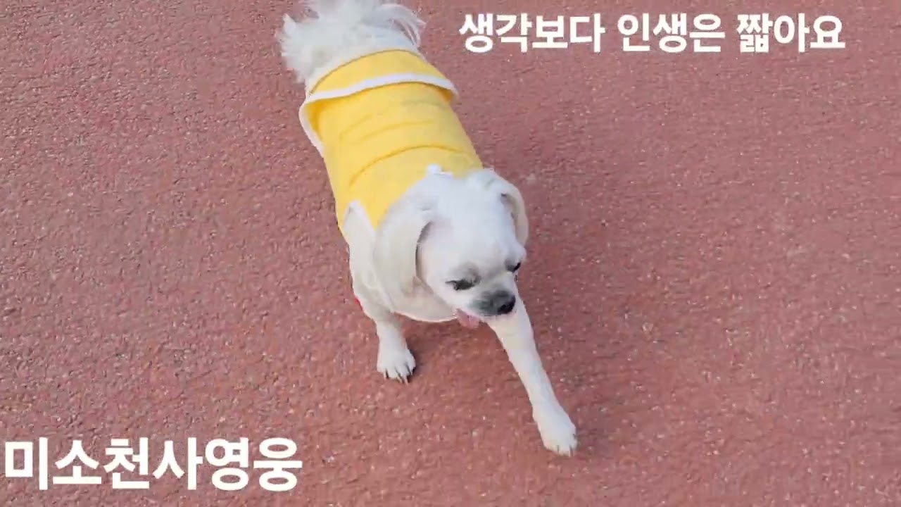 2026년 3월 10일💝때로는💝산책도💝힘들어💝