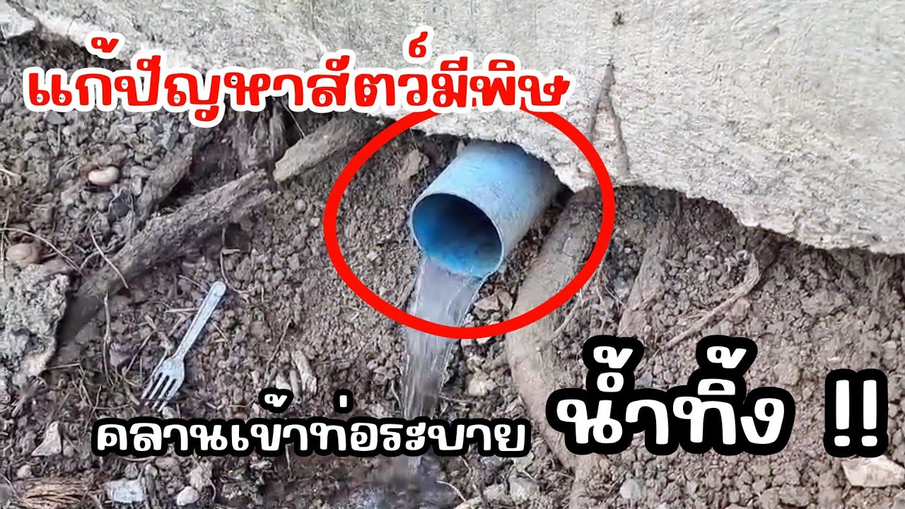 แก้ปัญหาสัตว์มีพิษคานเข้าท่อระบายน้ำทิ้ง !!