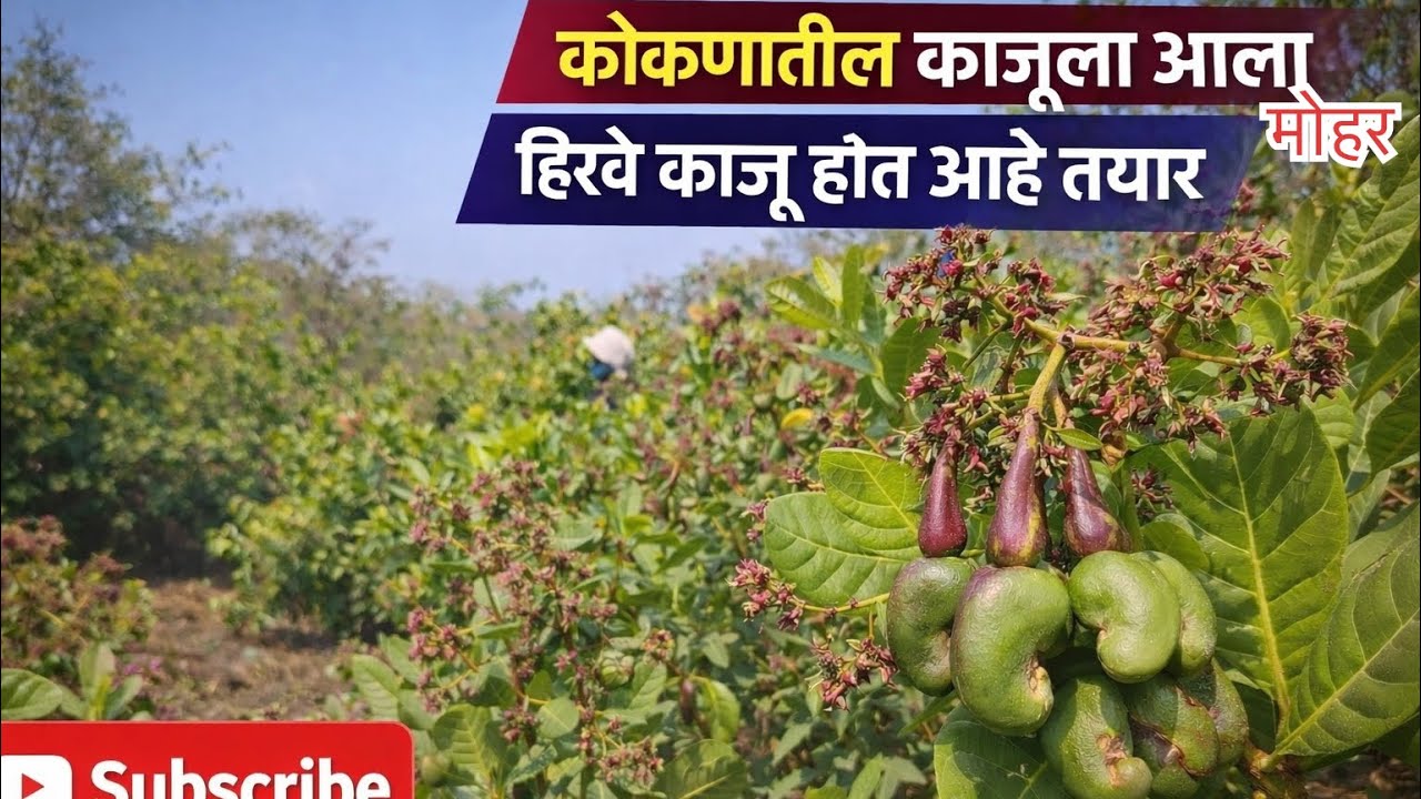 कोकणातली ही शांत, हिरवीगार सकाळ आणि मित्रांसोबत घालवलेले सुंदर क्षण 🌿 मित्र + कोकण= मजा #MarathiVlog