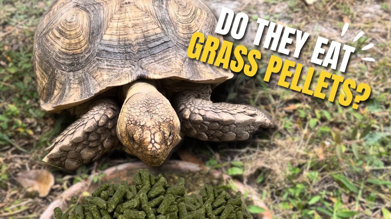 Feeding Timothy Grass Pellets To My Tortoises