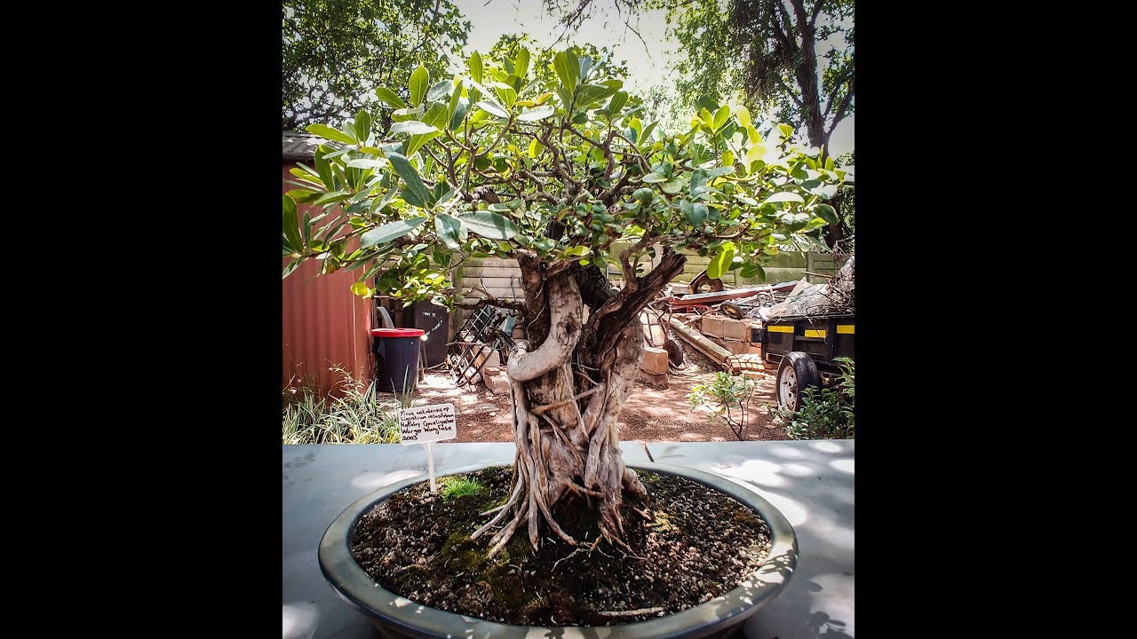 STRANGLER STYLE Bonsai. Watch as this unique form of bonsai takes form..