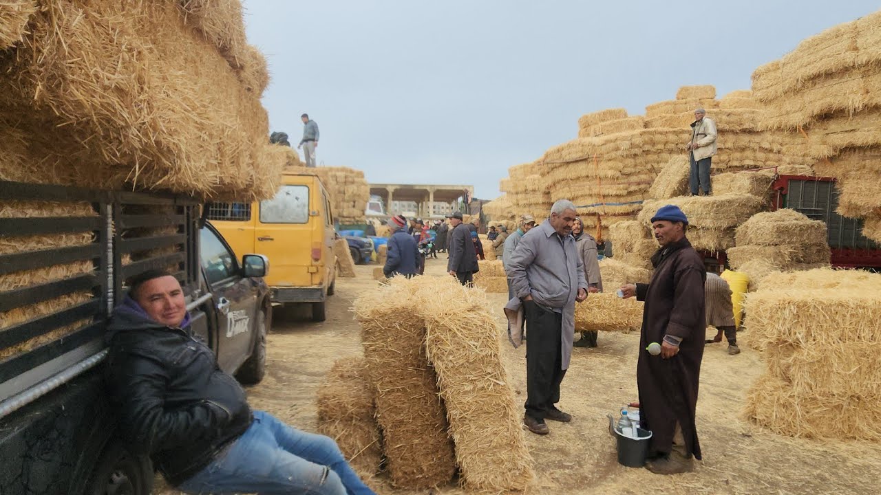 🇲🇦مباشرة من سوق الأسبوعي تلات لولاد فيني نقدم لكم أتمنة اعلاف تاريخ تصوير 18/2/2025