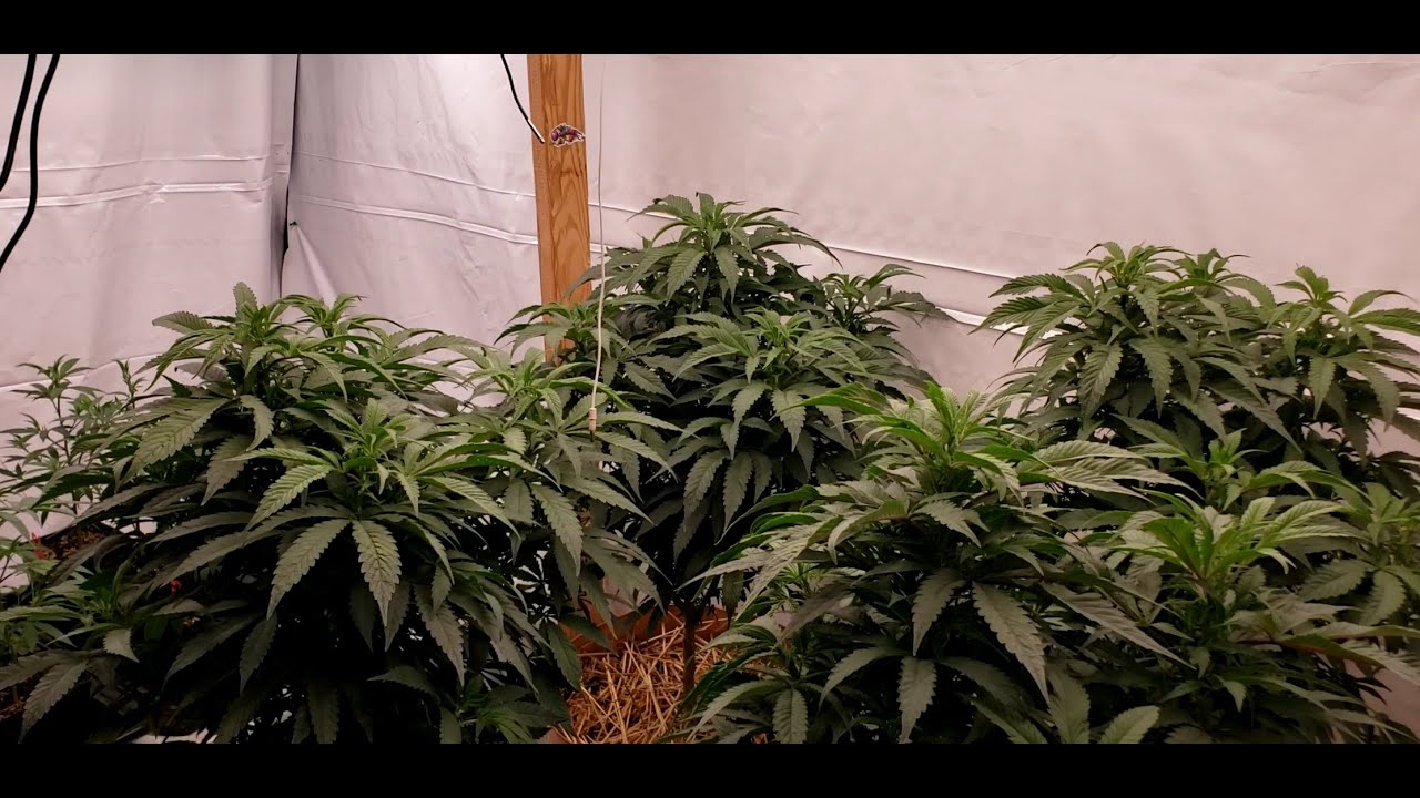 2022 Season 1 Episode 1 Mars Hydro FC E8000 Grow