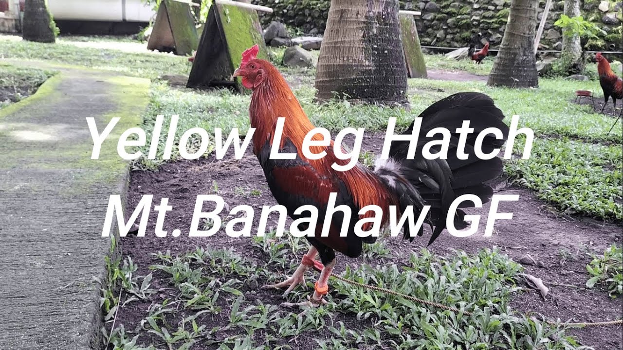 Yellow Leg Hatch Mt. Banahaw Gamefarm